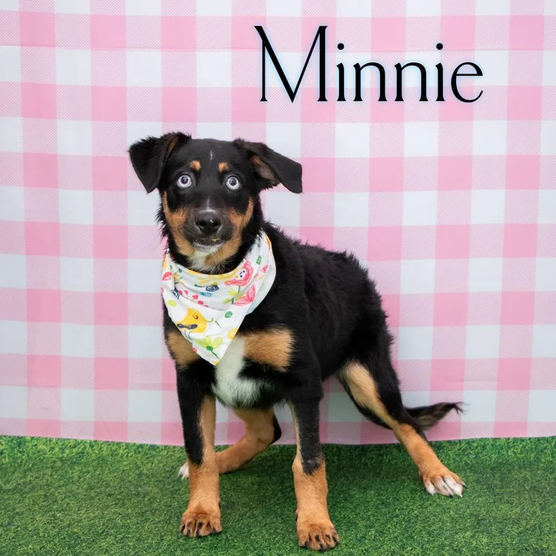 Minnie