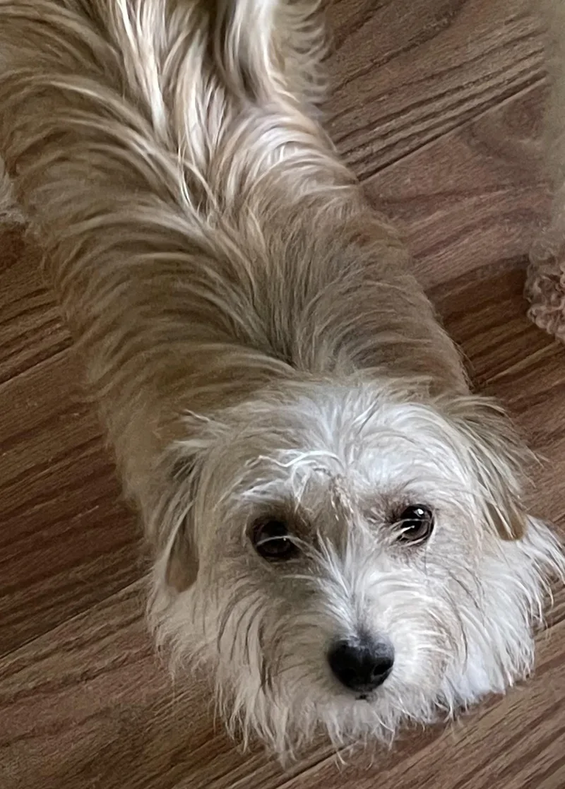 An adult small-sized female Rat Terrier dog named Sadie for adoption in West Richland, WA