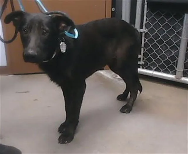 A young large-sized male German Shepherd Dog dog named Billie Joe for adoption in Phoenix, AZ