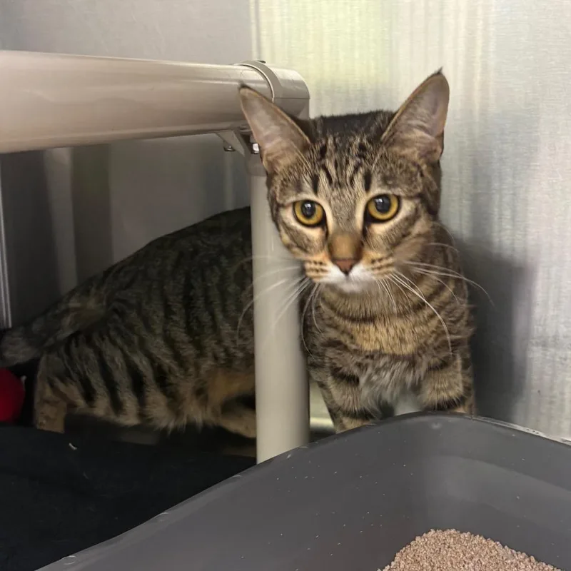 A young medium-sized female Brown / Chocolate Domestic Short Hair cat named Ivy for adoption in Springfield, IL