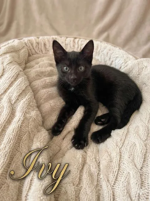 A baby medium-sized female Black American Shorthair cat named Ivy for adoption in Richardson, TX
