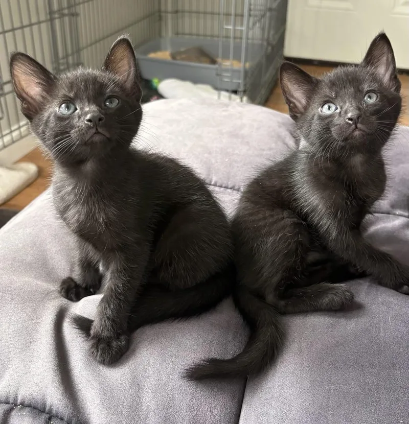 A baby small-sized male American Shorthair cat named Petey and Pablo for adoption in Medford, MA