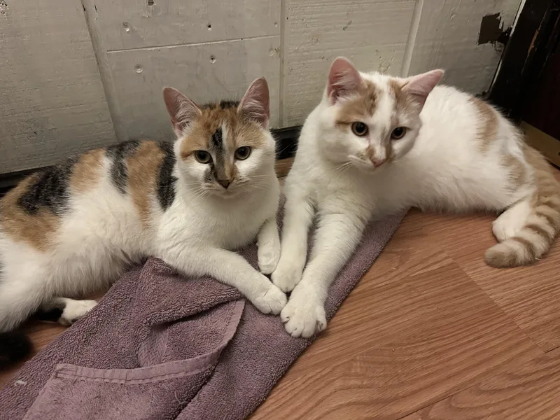 A young medium-sized female Orange & White Domestic Short Hair cat named Princess & Sunshine for adoption in Indianapolis, IN