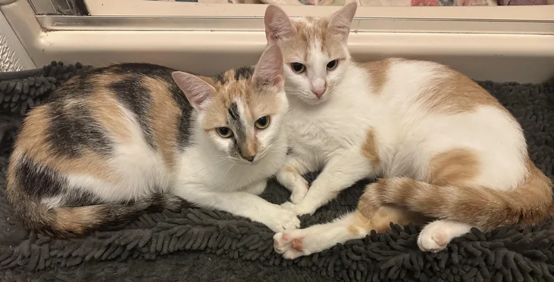 Princess & Sunshine thumbnail 4
