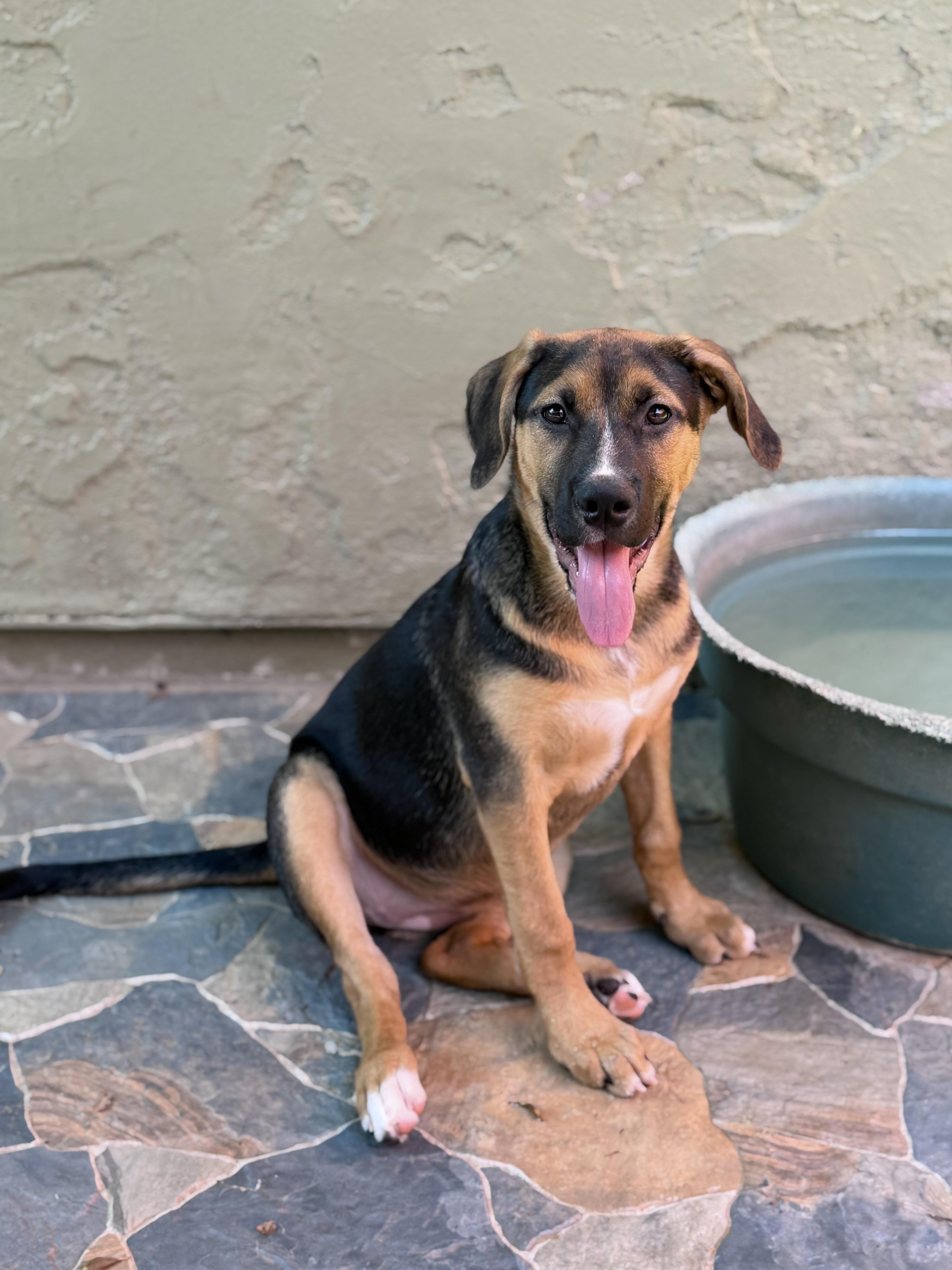 A young medium-sized female Tricolor (Brown, Black, & White) German Shepherd Dog dog named Danica for adoption in Glendale, AZ