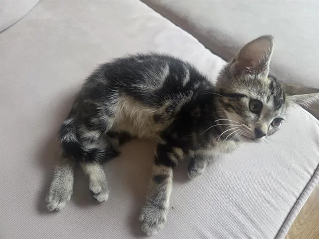 A baby small-sized male Domestic Short Hair cat named Taco for adoption in Tustin, CA