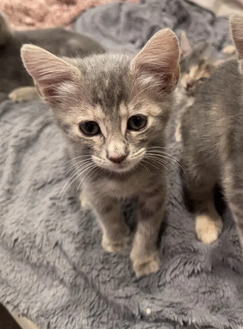 A baby medium-sized female Tabby (Gray / Blue / Silver) Tabby cat named Ellie for adoption in Mission Viejo, CA