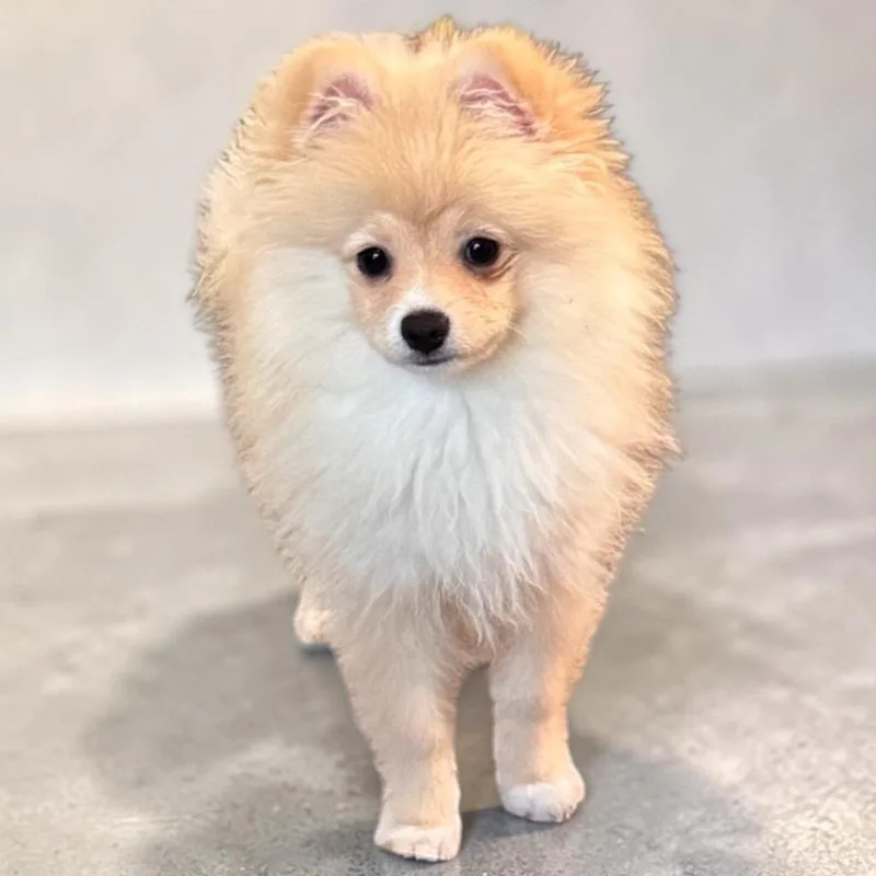 A baby small-sized female Pomeranian dog named MitziTiny Pom Puppy! for adoption in Fort Myers, FL
