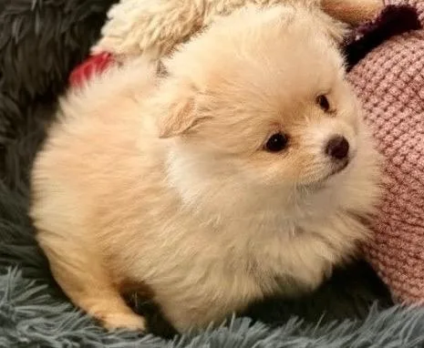 MitziTiny Pom Puppy! thumbnail 2