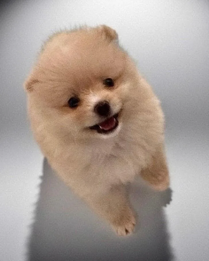MitziTiny Pom Puppy! thumbnail 3