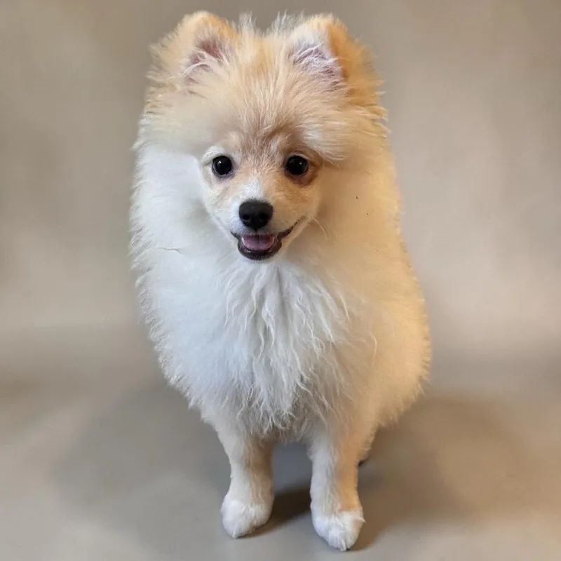 MitziTiny Pom Puppy! thumbnail 4