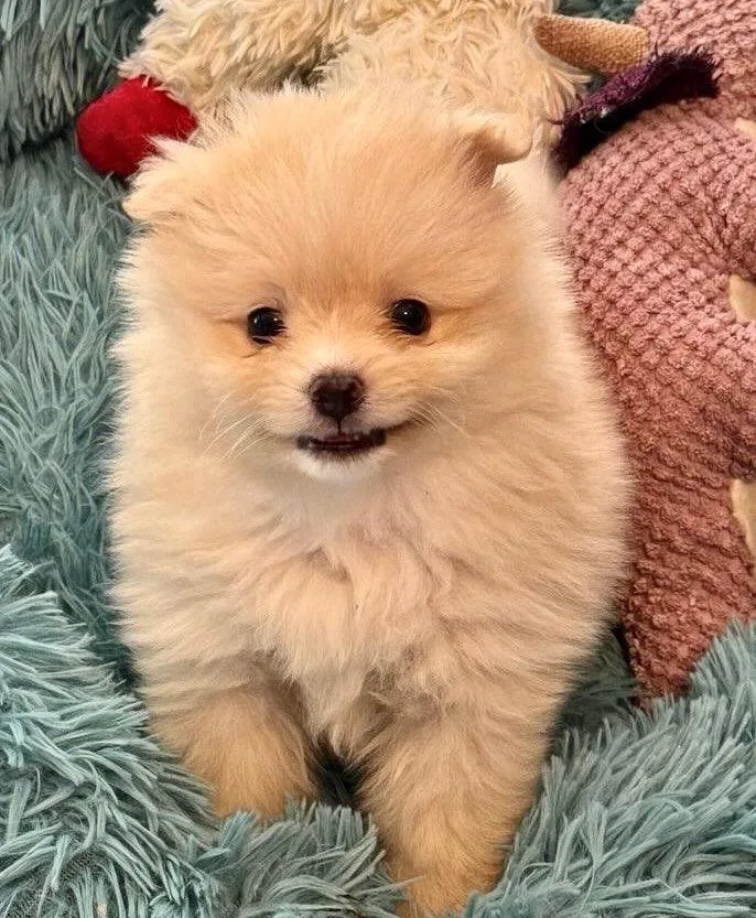 MitziTiny Pom Puppy! thumbnail 5