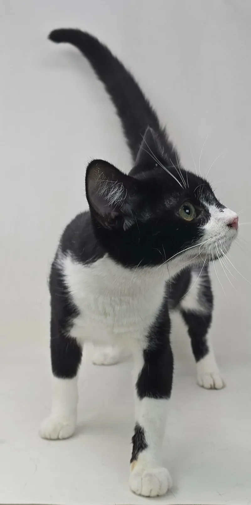 Lefty Lopez thumbnail 2