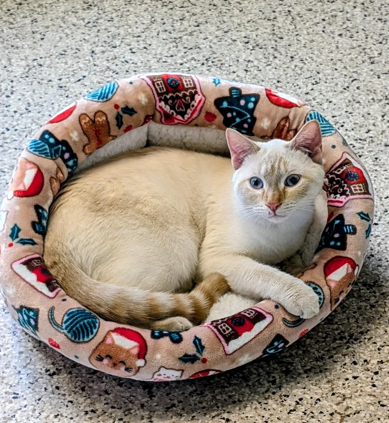 An adult medium-sized male Domestic Short Hair cat named Gino for adoption in Buffalo, MN