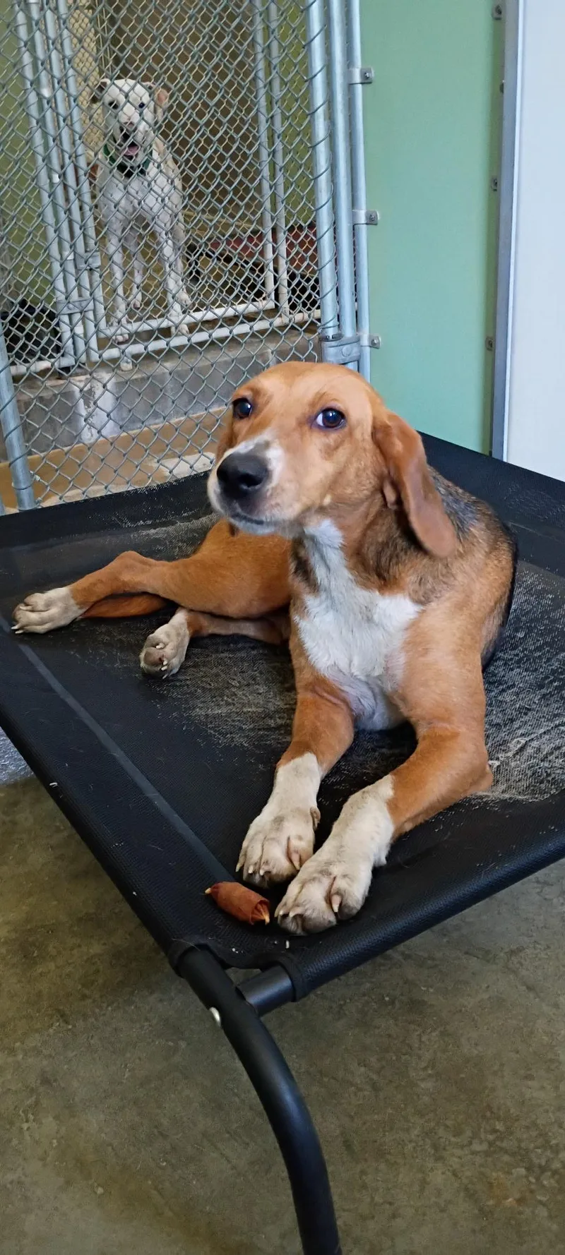 An adult medium-sized female Black Hound dog named Sunshine for adoption in Charles City, VA