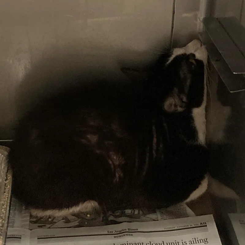 An adult medium-sized male Black Domestic Short Hair cat named Tuxedo for adoption in Hawthorne, CA