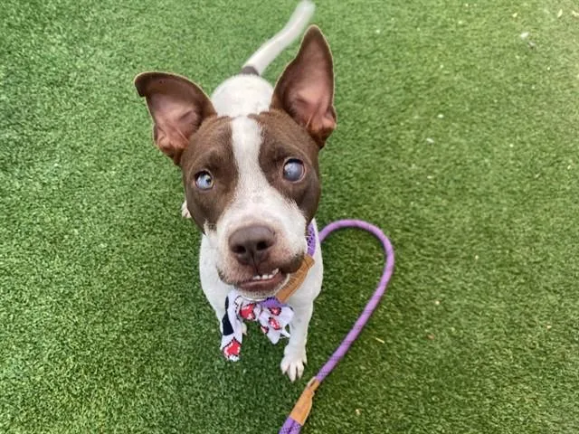 A young large-sized male Pit Bull Terrier dog named Wonder for adoption in Phoenix, AZ
