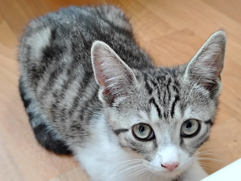 Cece