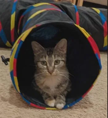 A baby medium-sized female Tabby (Brown / Chocolate) Domestic Short Hair cat named Hazel for adoption in Battle Creek, MI