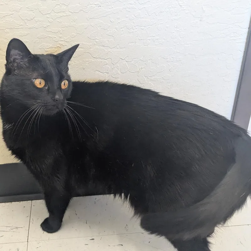 A young large-sized female Black Domestic Short Hair cat named Kimchi for adoption in Benicia, CA