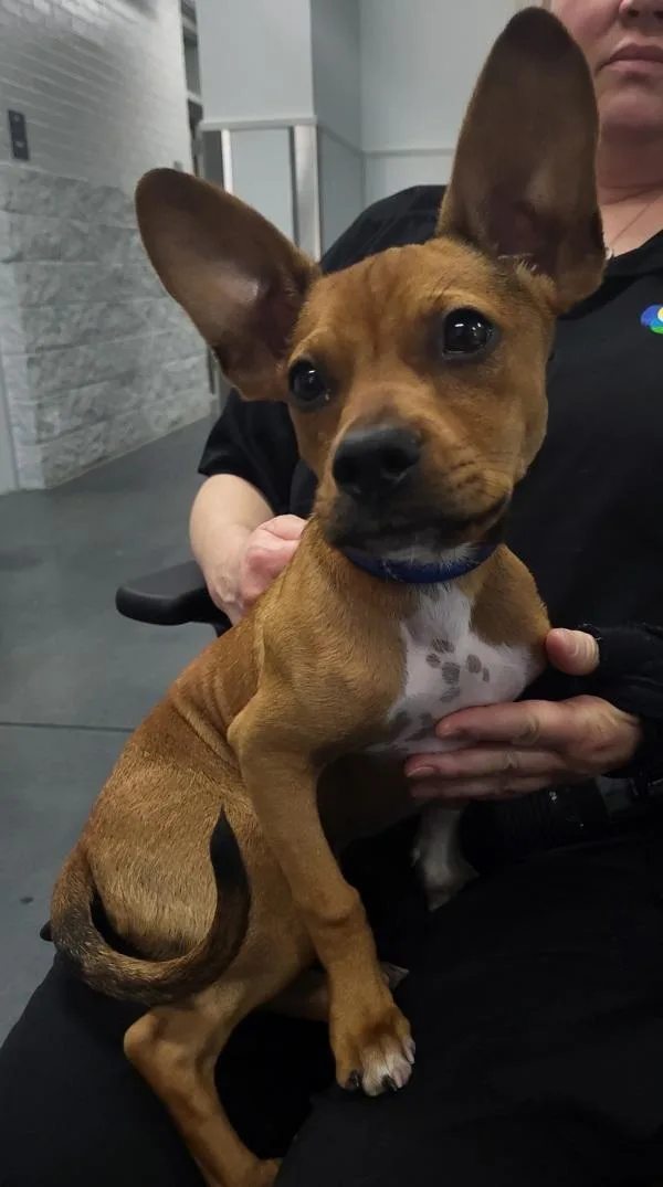 A baby small-sized male Shepherd dog named Pen Lark for adoption in Lawrenceville, GA