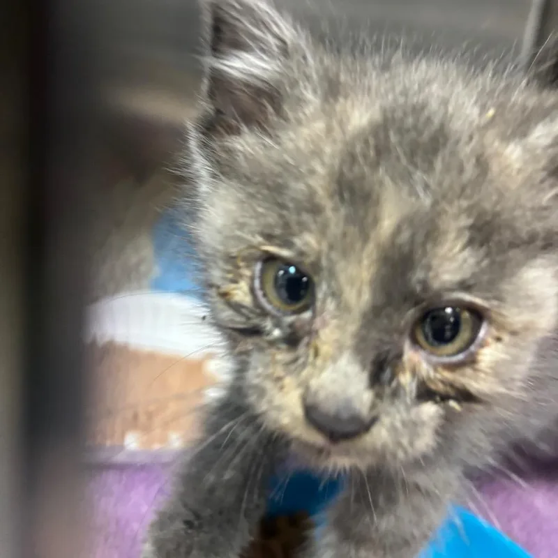 A baby small-sized female Calico Domestic Short Hair cat named Nettie for adoption in Newark, NJ