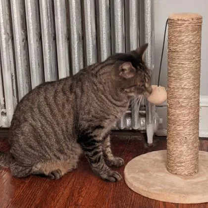 A senior medium-sized male Domestic Short Hair cat named Pepe for adoption in Washington, DC