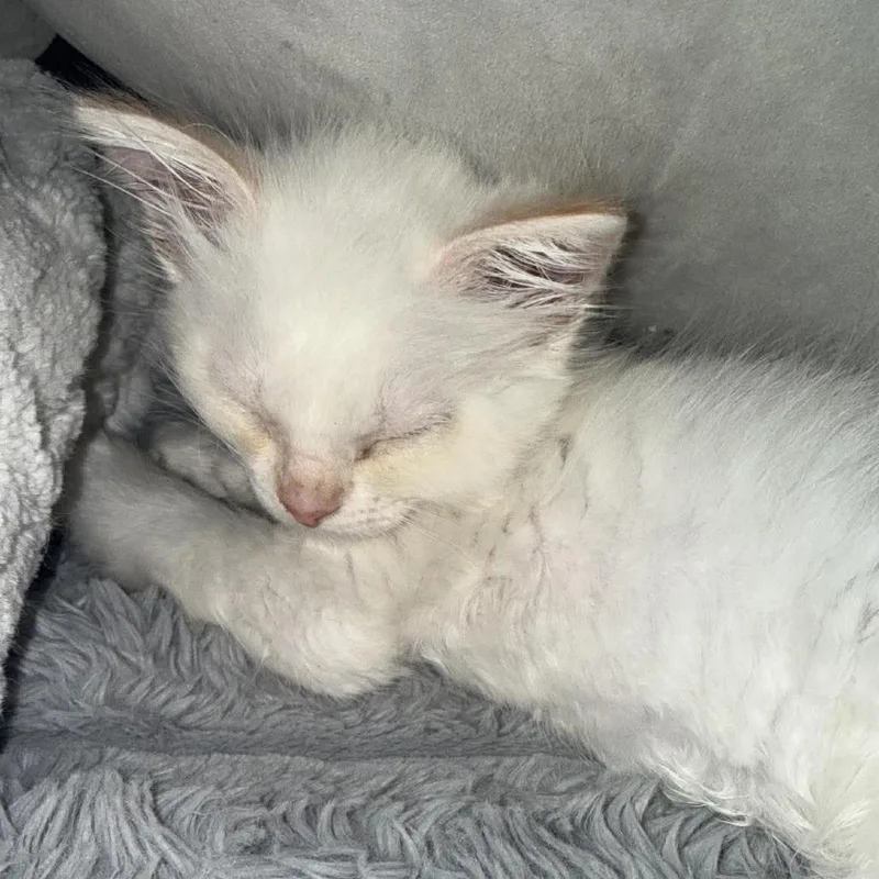 A baby small-sized male White Domestic Medium Hair cat named Will Carter for adoption in Eagle Mountain, UT