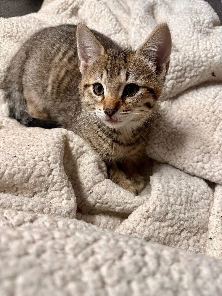 A baby small-sized male Brown / Chocolate Tabby cat named Birdie: Peregrine for adoption in Warren, CT