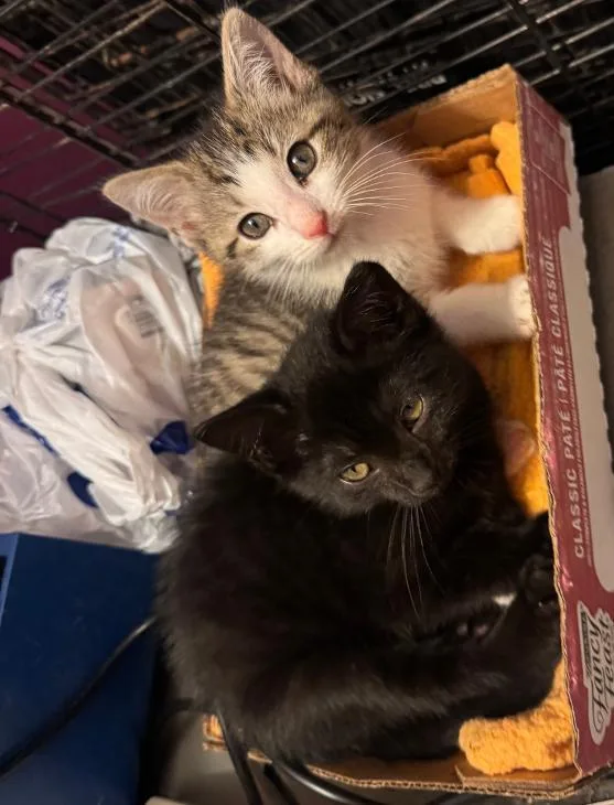 A baby medium-sized female Black Domestic Short Hair cat named Azula and Zuko for adoption in Mount Vernon, OH