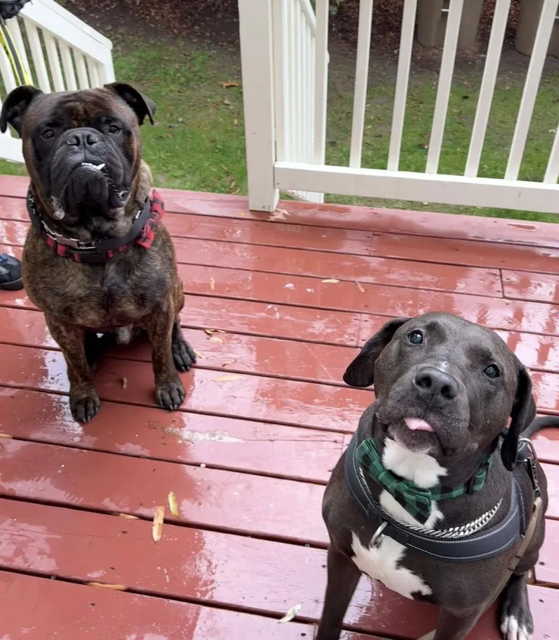 Mouse  Nc thumbnail 2