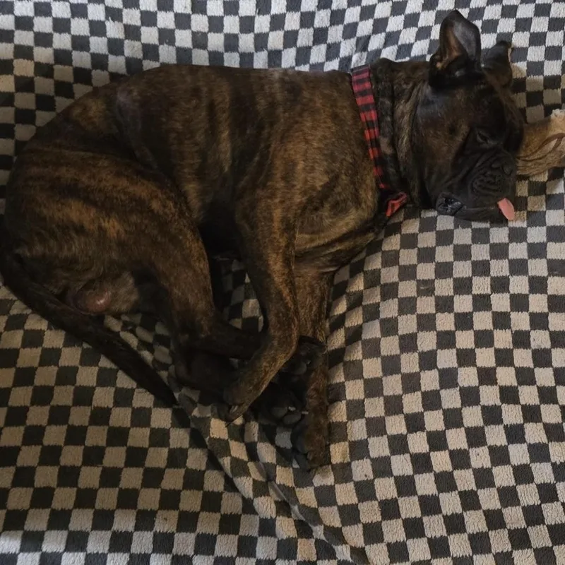 Mouse  Nc thumbnail 3