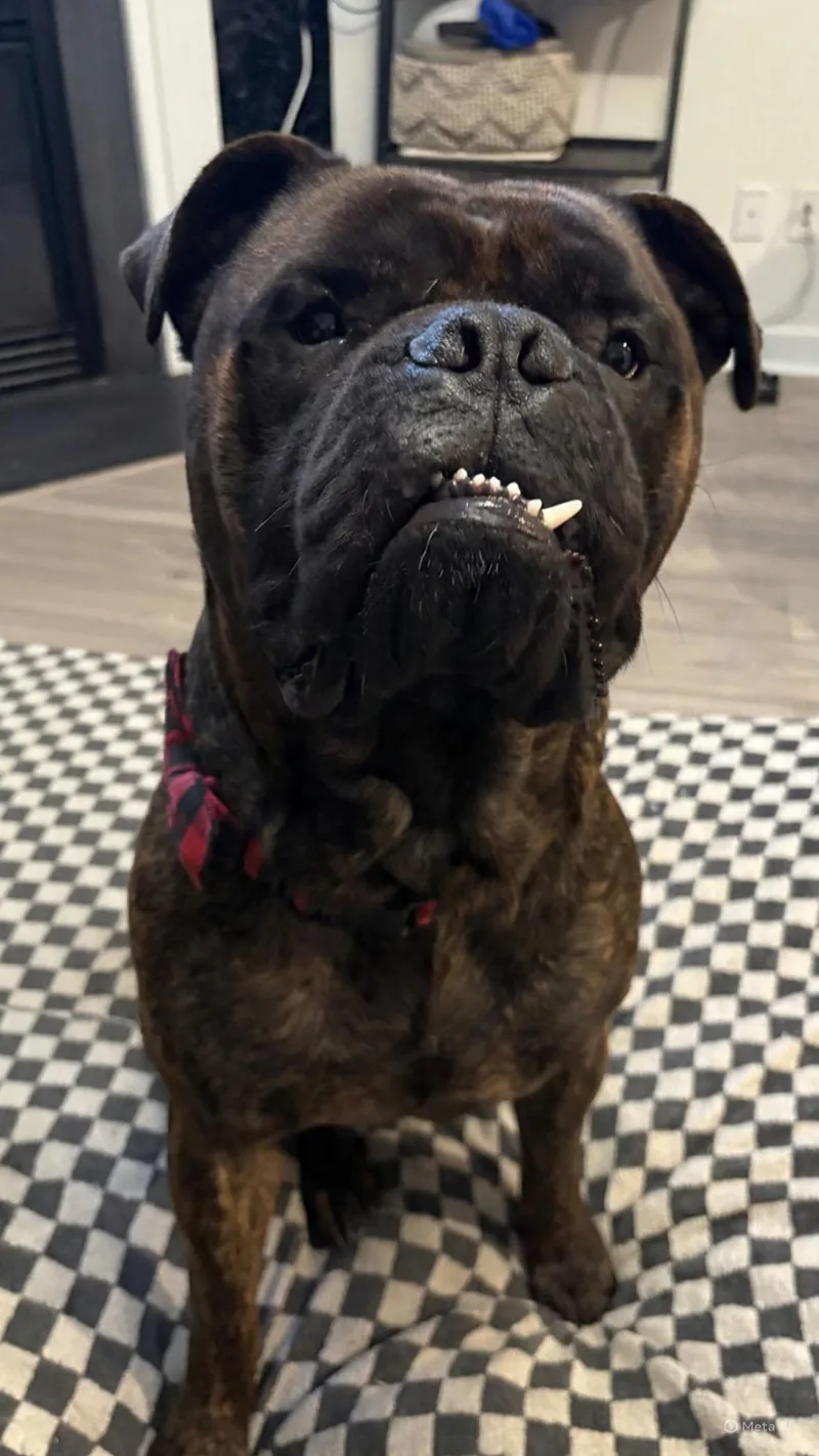 Mouse  Nc thumbnail 4