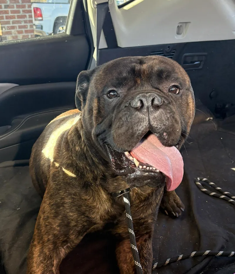 Mouse  Nc thumbnail 5