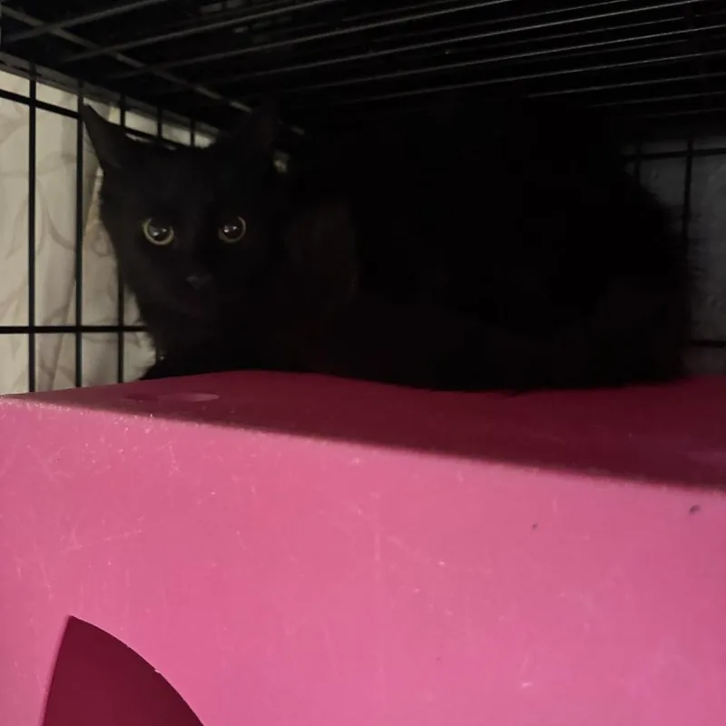 Cleopatra