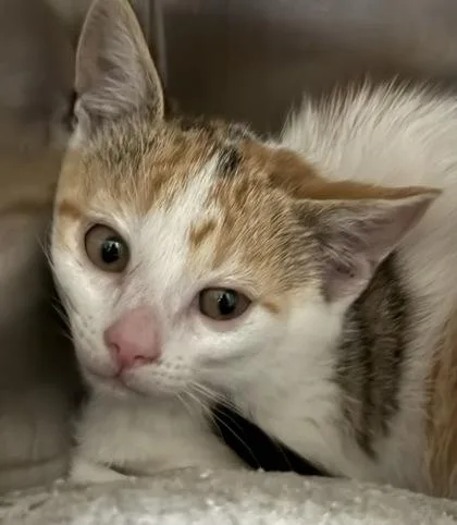 A baby small-sized female Domestic Short Hair cat named Rishi for adoption in Port Saint Joe, FL
