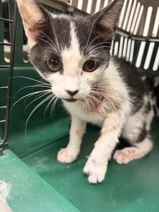 A baby small-sized female Domestic Short Hair cat named Avocado Roll for adoption in West Chester, PA
