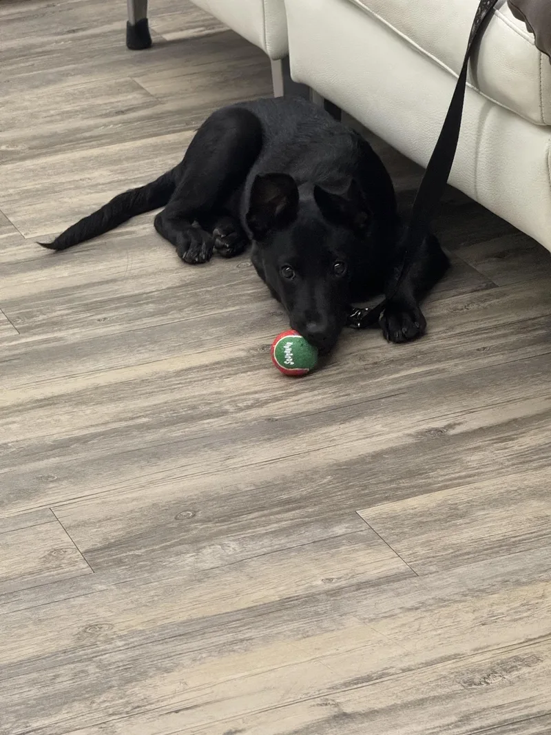 A baby medium-sized female Black Shepherd dog named Ruby for adoption in Sonora, CA