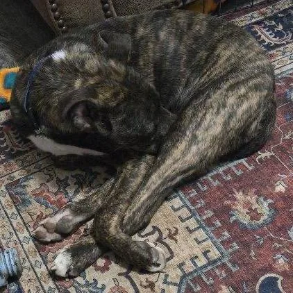 Alfie