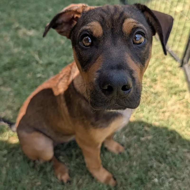 A baby medium-sized male Australian Cattle Dog / Blue Heeler dog named Cowboy for adoption in Krum, TX