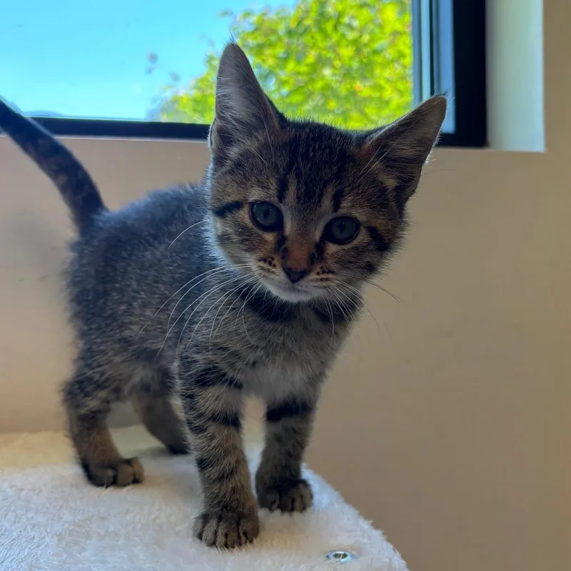 A baby small-sized female Brown / Chocolate Domestic Short Hair cat named Sage for adoption in Naperville, IL