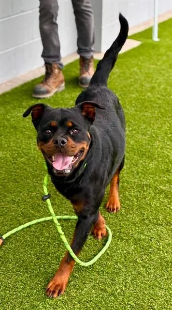 A young medium-sized female Rottweiler dog named Betty for adoption in Stockton, CA