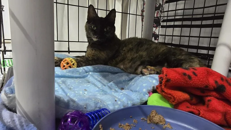 Calla Lily thumbnail 2