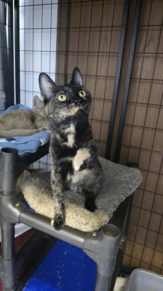 Calla Lily thumbnail 3