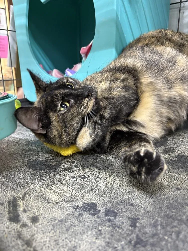 Calla Lily thumbnail 4