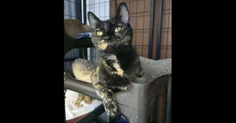 Calla Lily thumbnail 5