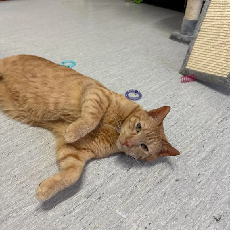 A senior large-sized male Orange / Red Domestic Short Hair cat named Rocket for adoption in Chesapeake, VA