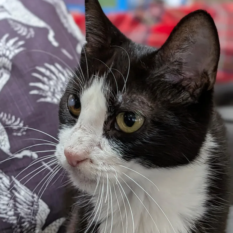 A young small-sized female Black & White / Tuxedo Domestic Short Hair cat named Pattie Cat  Dog for adoption in Bloomfield, NJ