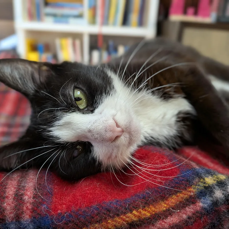 Pattie Cat  Dog thumbnail 2