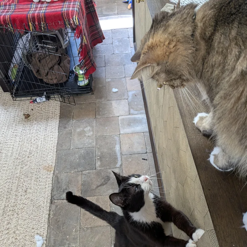Pattie Cat  Dog thumbnail 4